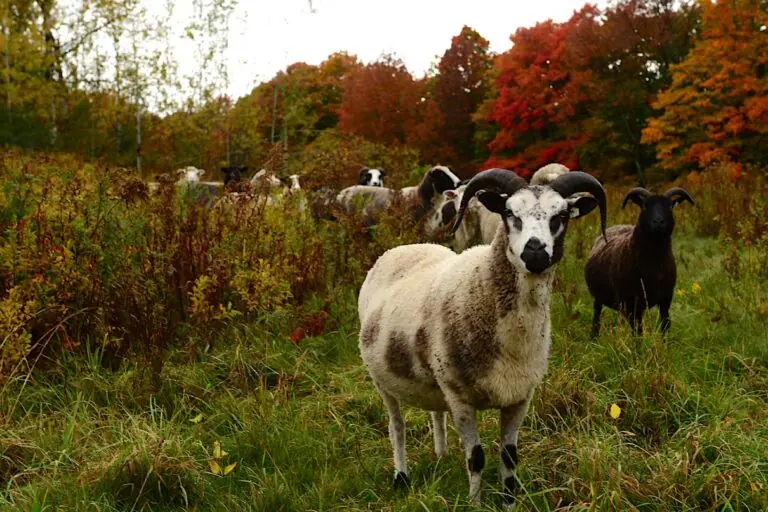 U.S. farmers embrace silvopasture as financial support wanes