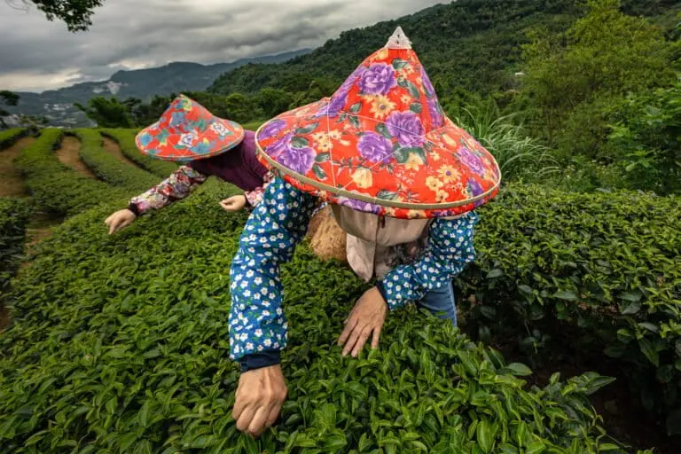 Volunteers harvest tea leaves in Shenkeng district, Taiwan. During the harvest season, groups of women from the Shenkeng community will move from plantation to plantation, working in a centuries-old spirit of mutual assistance across farms. Experts contend that teas picked by hand are much less likely to be damaged and produce a finer product. Image by Michael O. Snyder for Mongabay.