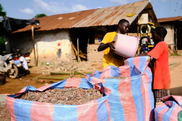 Packaging cocoa beans in Grand Gedeh, Liberia. Photo by Ashoka Mukpo for Mongabay.