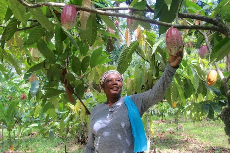 Xiomara Cabraca, a Bribri farmer and member of ACOMUITA, checks the ripeness of cocoa pods. Palms, timber-yielding trees, and fruit trees are cropped with the cocoa in this agroforestry system in Shiroles, Talamanca, Costa Rica. Image by Monica Pelliccia for Mongabay.