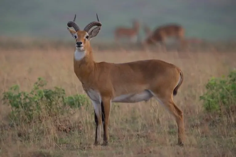 Uganda kob antelope at Murchison Falls National Park. Image courtesy of Kenneth Coe.