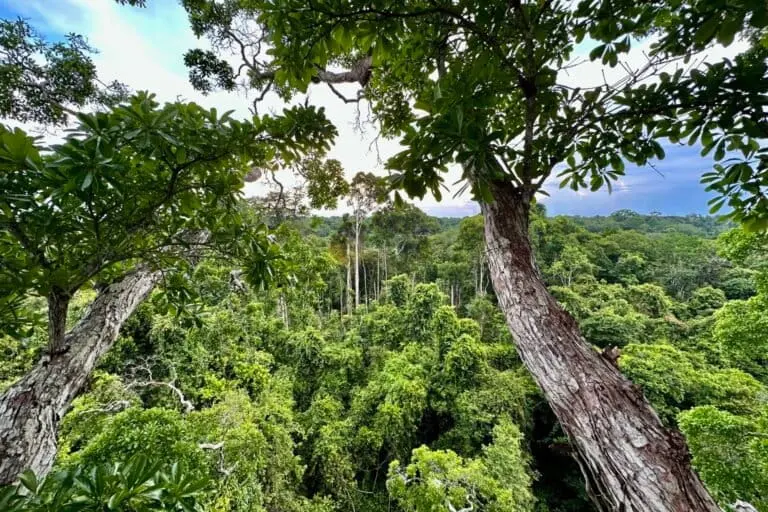 Tropical forest near Atalaia do Norte, in the Brazilian State of Amazonas. The Javari Valley spans 8,5 million hectares to the south of Atalaia.